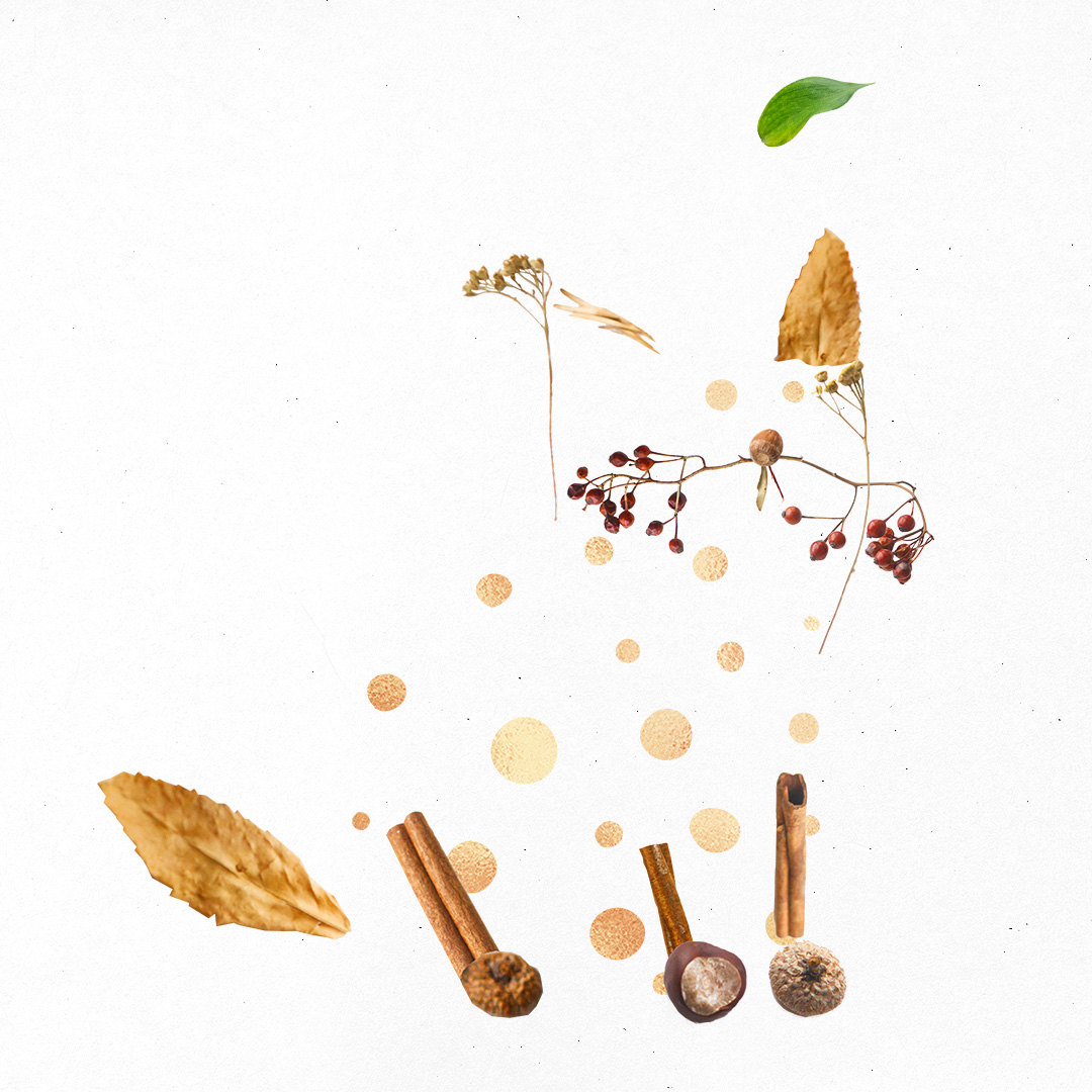 Winter Cat Illustration